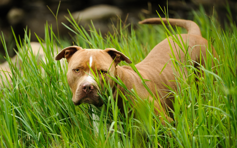 เผย 5 สายพันธุ์สุนัขที่ถูกทอดทิ้งมากที่สุดในไทย โดย "Dogilike"