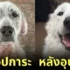 ส่อง 25 ภาพก่อนและหลังสุนัขจรจัดได้รับอุปการะ พลังแห่งความรักของทาสหมา ทำให้หน้าตาของน้อง ๆ เปลี่ยนมาน่ารักได้จริง! (ภาค 2)
