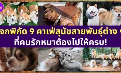 แจกพิกัด 9 คาเฟ่สุนัขสายพันธุ์ต่าง ๆ ทั่วไทย เอาใจคนรักเจ้าตูบสี่ขา