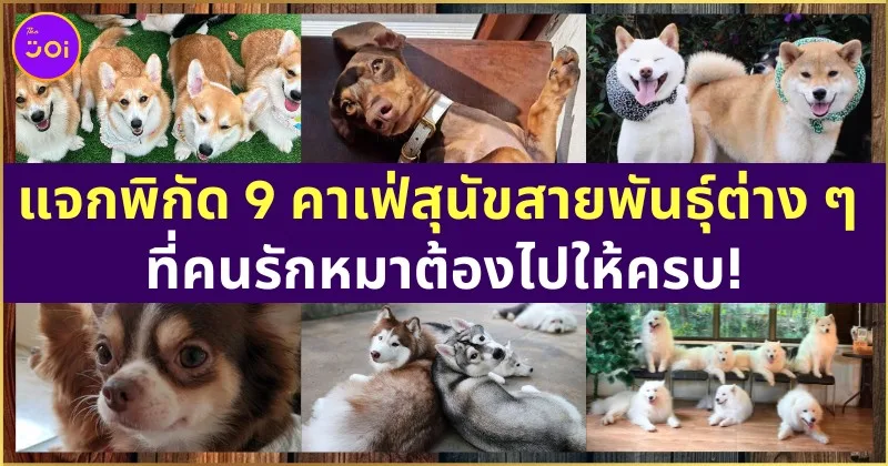 แจกพิกัด 9 คาเฟ่สุนัขสายพันธุ์ต่าง ๆ ทั่วไทย เอาใจคนรักเจ้าตูบสี่ขา