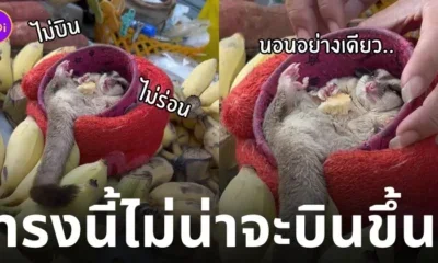 ชูการ์ไกลเดอร์อ้วน นอนกินกล้วย ไทย