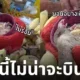 ชูการ์ไกลเดอร์อ้วน นอนกินกล้วย ไทย