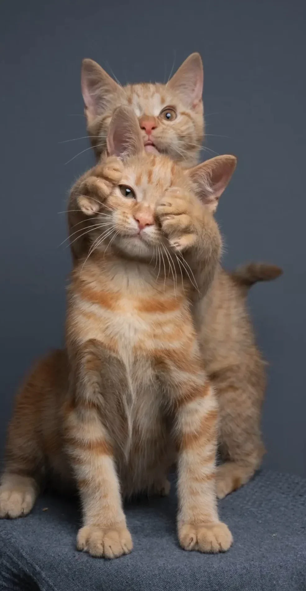 ภาพถ่าย Portrait พี่น้องแมวส้ม ตีกัน