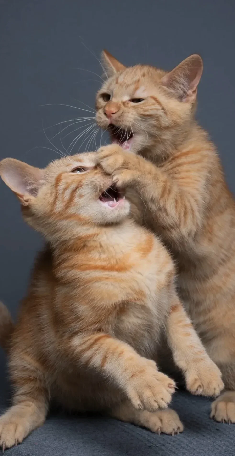 ภาพถ่าย Portrait พี่น้องแมวส้ม ตีกัน