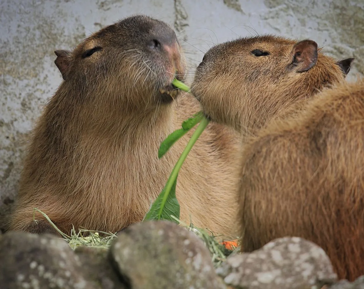 คาปิบารา Capybara หมามะพร้าว กะปิปลาร้า