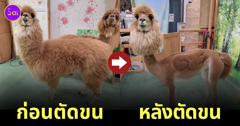 สวนสัตว์ญี่ปุ่น ตัดขนอัลปาก้า คลายร้อน ตกแต่งลวดลายน่ารัก