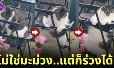 คลิปน้องแมวอ้วนตกเก้าอี้