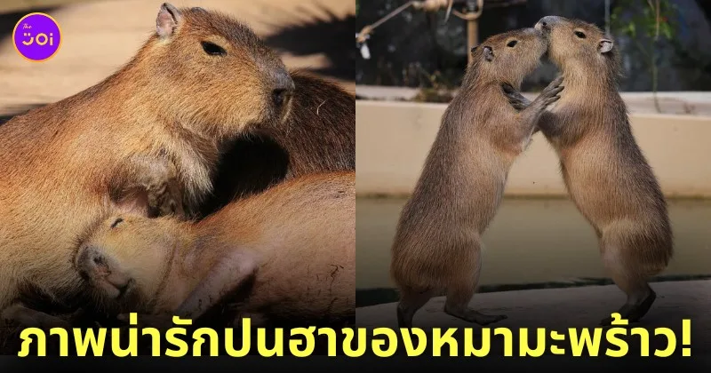 คาปิบารา Capybara หมามะพร้าว กะปิปลาร้า