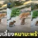 แมวส้มดูแลฝาแฝดหมามะพร้าวเด็ก คาปิบาร่า สวนสัตว์ Negara มาเลเซีย