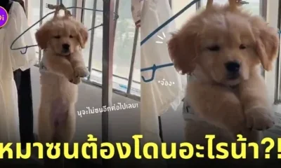 คลิปวิดีโอลูกหมาแดงโดนจับแขวนไว้กับราวตากผ้า