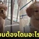 คลิปวิดีโอลูกหมาแดงโดนจับแขวนไว้กับราวตากผ้า