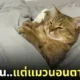 ทาสทำงานร้อน ๆ แมวที่บ้านนอนตากแอร์เย็นฉ่ำ
