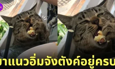 แมวจรลายสลิดแย่งกินทาโก้