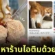 Japanese Man Found Cat Balls Instead Of Ice Cream