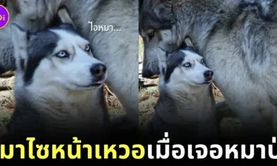 หมาไซยืนข้างหมาป่าถึงกับหน้าเหวอ เพราะขนาดตัวที่แตกต่างกันลิบลับ!