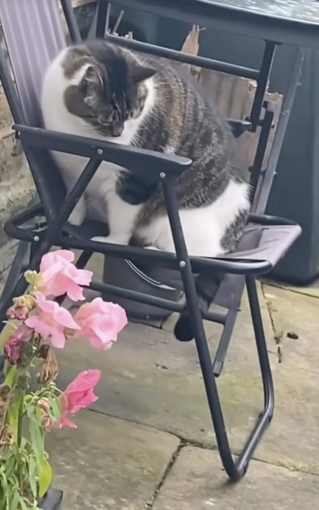 คลิปน้องแมวอ้วนตกเก้าอี้