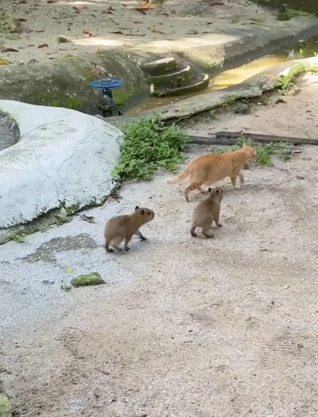 แมวส้มดูแลฝาแฝดหมามะพร้าวเด็ก คาปิบาร่า สวนสัตว์ Negara มาเลเซีย