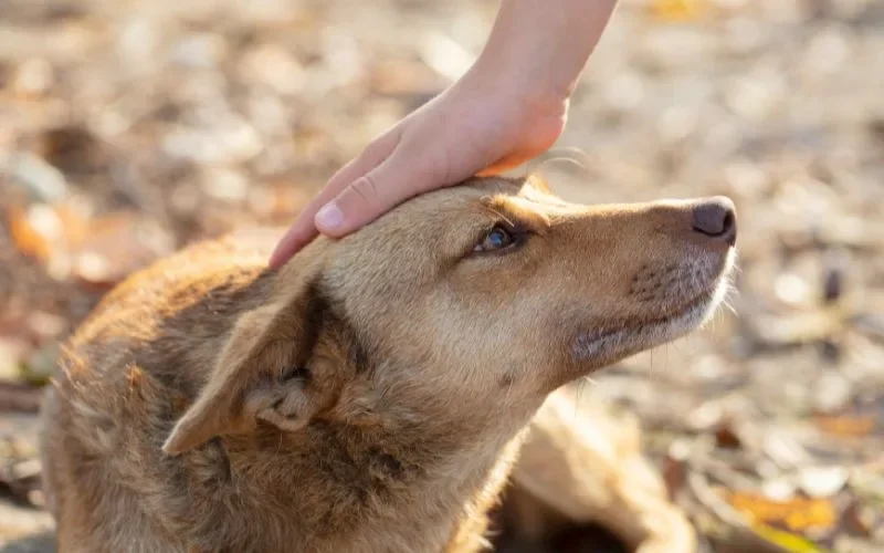 25 ภาพก่อนและหลังสุนัขจรจัดได้รับอุปการะ พลังแห่งความรักของทาสหมา ทำให้หน้าตาของน้อง ๆ เปลี่ยนมาน่ารักได้จริง! (ภาค 3)
