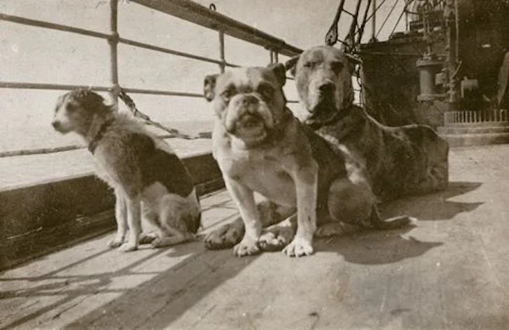 รู้หรือไม่? บนเรือไททานิค (Titanic) มีสุนัขโดยสารไปด้วย 12 ตัว และมีค่าโดยสารแพงเท่ากับเด็ก