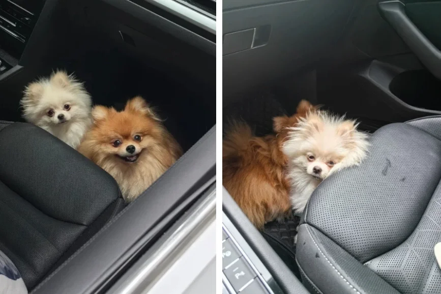 น้องหมาปอมทำหน้าตื่นเต้นเมื่อได้ขึ้นรถไปเที่ยว แต่นั่งรถไปสักพักน้องกลับทำสีหน้าไม่สู้ดี เพราะเหตุนี้?!