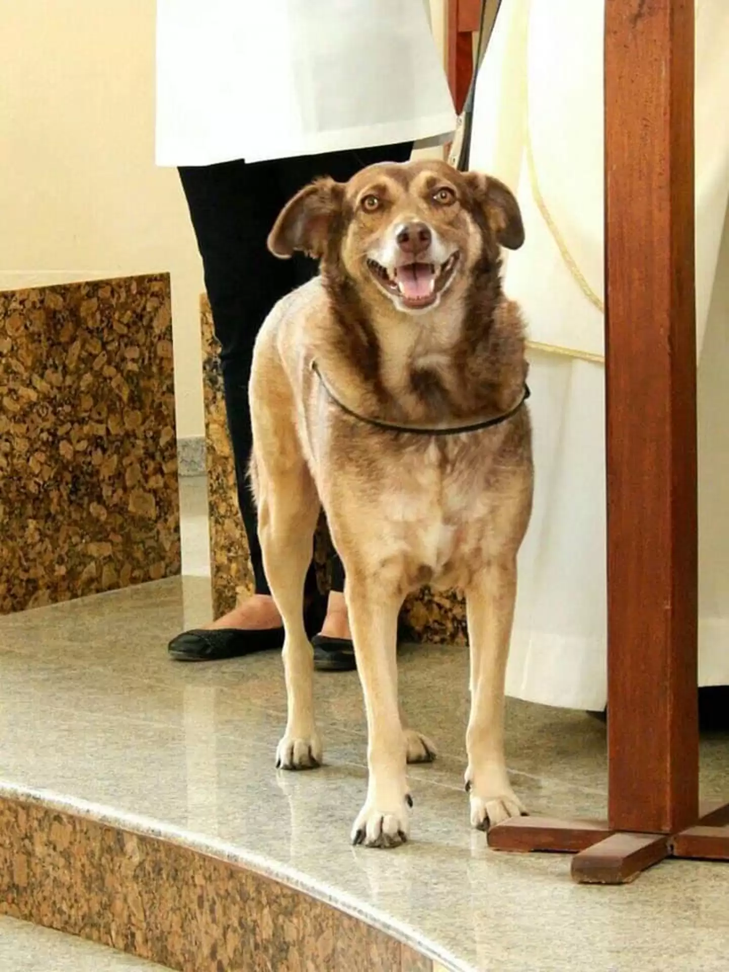 นักบวชชาวบราซิลพาสุนัขจรจัดมาร่วมพิธีมิสซาทุกครั้ง เพื่อหาบ้านที่อบอุ่นให้กับน้อง