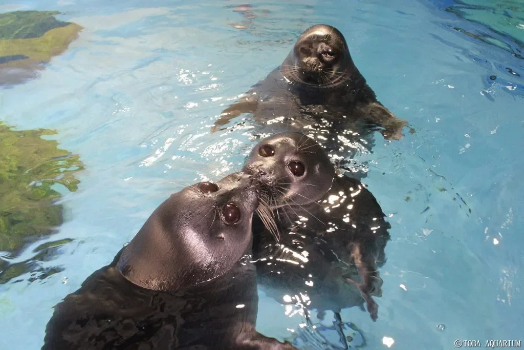 ภาพคู่รักแมวน้ำที่กำลังจุ๊บกัน แต่ดันมีอุ๋งโสดติดอยู่ในเฟรม Toba Aquarium