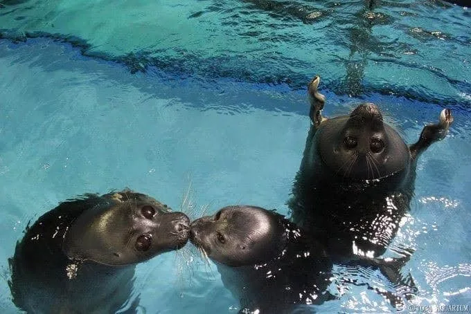 ภาพคู่รักแมวน้ำที่กำลังจุ๊บกัน แต่ดันมีอุ๋งโสดติดอยู่ในเฟรม Toba Aquarium