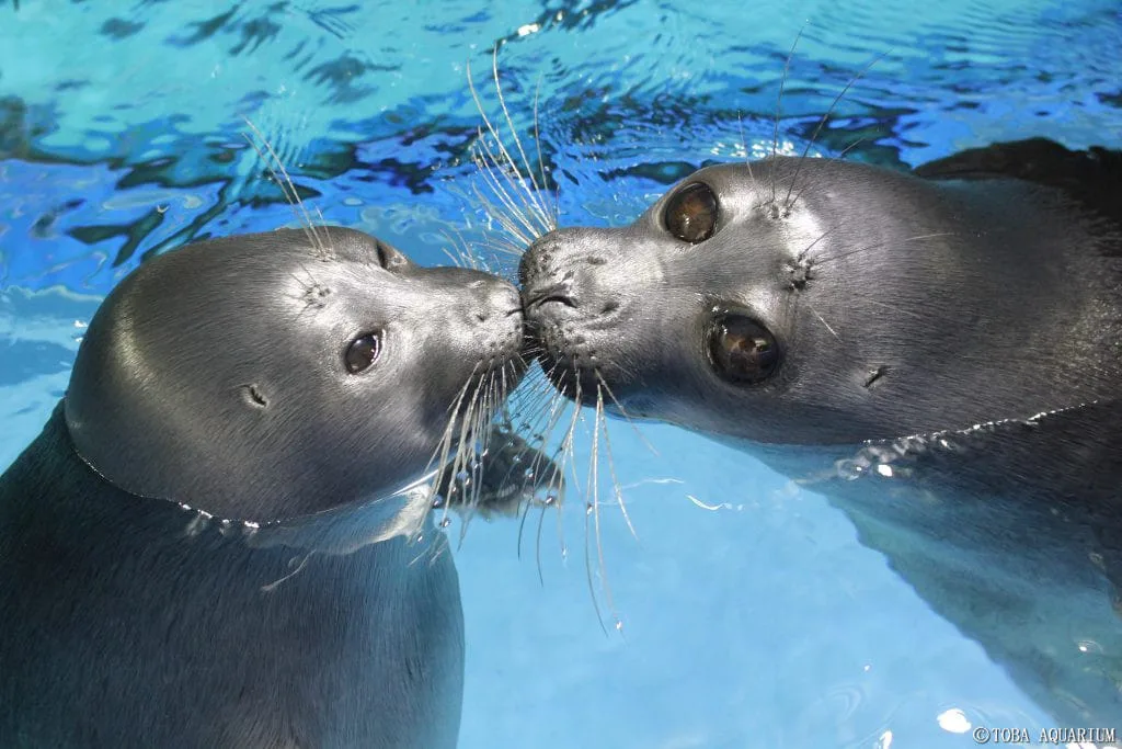 ภาพคู่รักแมวน้ำที่กำลังจุ๊บกัน แต่ดันมีอุ๋งโสดติดอยู่ในเฟรม Toba Aquarium