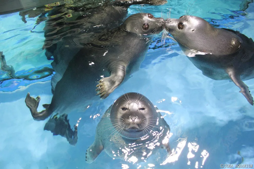 ภาพคู่รักแมวน้ำที่กำลังจุ๊บกัน แต่ดันมีอุ๋งโสดติดอยู่ในเฟรม Toba Aquarium