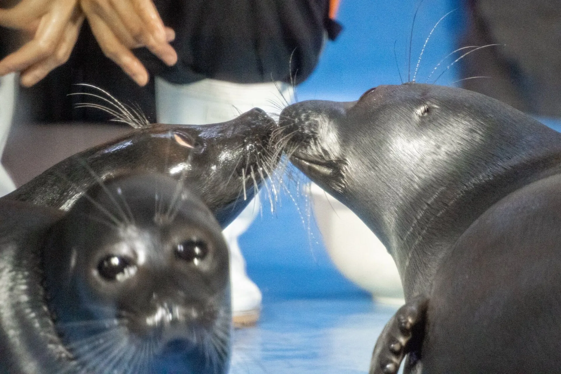 ภาพคู่รักแมวน้ำที่กำลังจุ๊บกัน แต่ดันมีอุ๋งโสดติดอยู่ในเฟรม Toba Aquarium