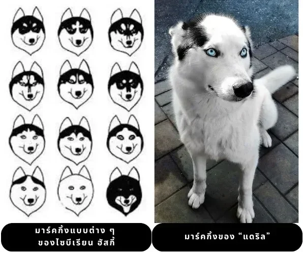 หายยังไงก็เจอ! &Quot;แดริล (Daryl)&Quot; สุนัขไซบีเรียน ฮัสกี้ หน้าตาเหมือนคนหัวล้าน เพราะมาร์คกิ้งบนหัวที่ไม่เหมือนใคร
