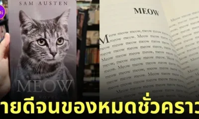 หนังสือนิยายแมว Meow ซื้อที่ไหน