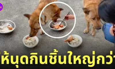 หมายกน่องไก่ชิ้นใหญ่ให้เจ้าของ