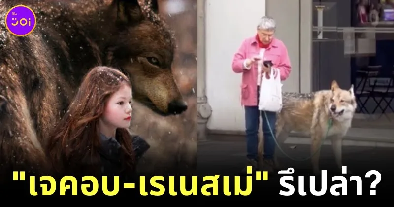 Grandma Walking Wolfdog In Paris 1