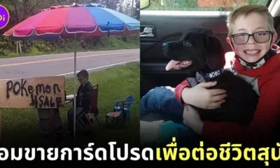 สุดซึ้ง! เด็กชายวัย 8 ขวบ พยายามทำทุกอย่าง แม้กระทั่งขายไพ่ &Quot;โปเกมอน (Pokemon)&Quot; สุดหวงแหน เพื่อหาเงินรักษาสุนัขที่รัก