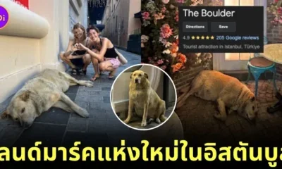 น้องหมาจร "เดอะ โบลเดอร์ (The Boulder)" กลายเป็นแลนด์มาร์คแห่งใหม่ของนครอิสตันบูล ระดับ 4.9 ดาว เพราะความน่ารักตุ้ยนุ้ยของน้อง!