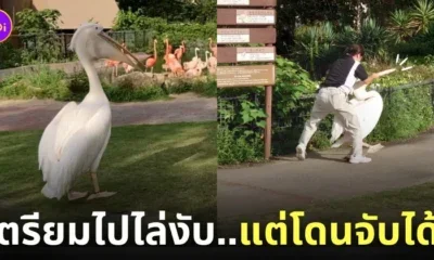 นกกระทุงในสวนสัตว์ญี่ปุ่นหนีเที่ยว