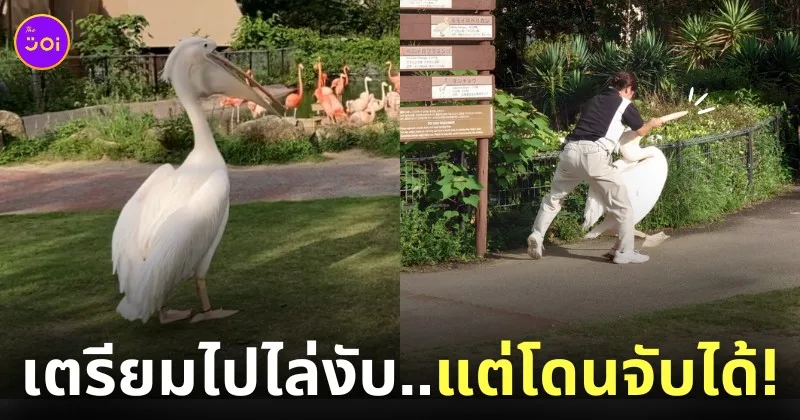 นกกระทุงในสวนสัตว์ญี่ปุ่นหนีเที่ยว