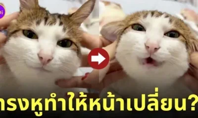 คลิปทาสเปลี่ยนทรงหูแมวเหมียวหน้ายิ้ม