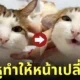 คลิปทาสเปลี่ยนทรงหูแมวเหมียวหน้ายิ้ม