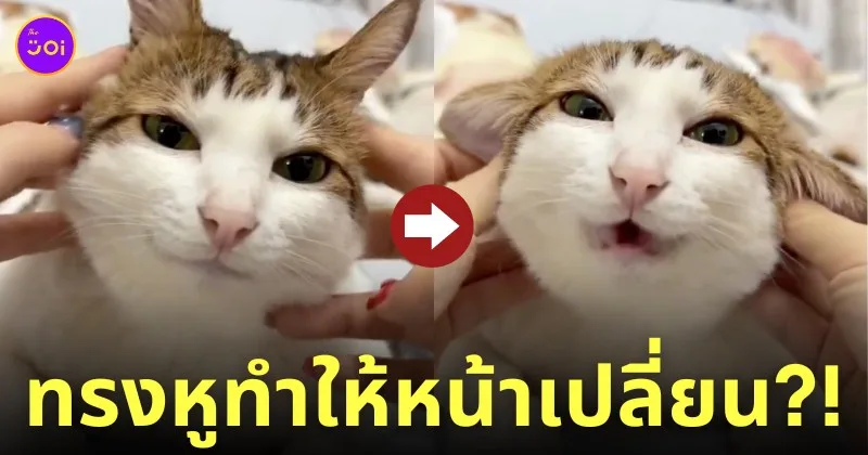 คลิปทาสเปลี่ยนทรงหูแมวเหมียวหน้ายิ้ม