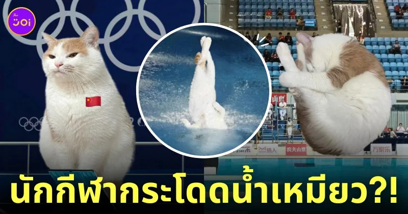 ภาพตัดต่อน้องแมว นักกีฬากระโดดน้ำ แข่งขันในโอลิมปิก 2024