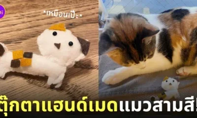 เด็กญี่ปุ่นทำตุ๊กตาแฮนด์เมดแมวสามสี