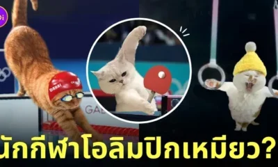 น้องแมวกลายเป็นนักกีฬาในโอลิมปิก 2024 Olympic Games Paris 2024