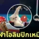 น้องแมวกลายเป็นนักกีฬาในโอลิมปิก 2024 Olympic Games Paris 2024