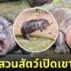 หมูเด้ง ลูกฮิปโปโปเตมัสแคระ สวนสัตว์เปิดเขาเขียว