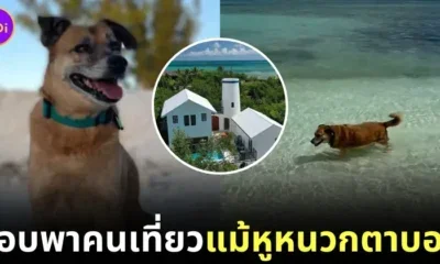 Blind Deaf Dog Airbnb