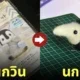 DIY ตุ๊กตาขนสักหลาด เพนกวิน นกกีวี