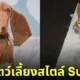 ภาพสัตว์เลี้ยงในรูปแบบ Surreal ศิลปิน Lola Dupre