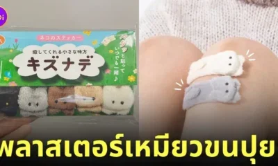 พลาสเตอร์น้องแมวขนปุย พลาสเตอร์ขนปุย